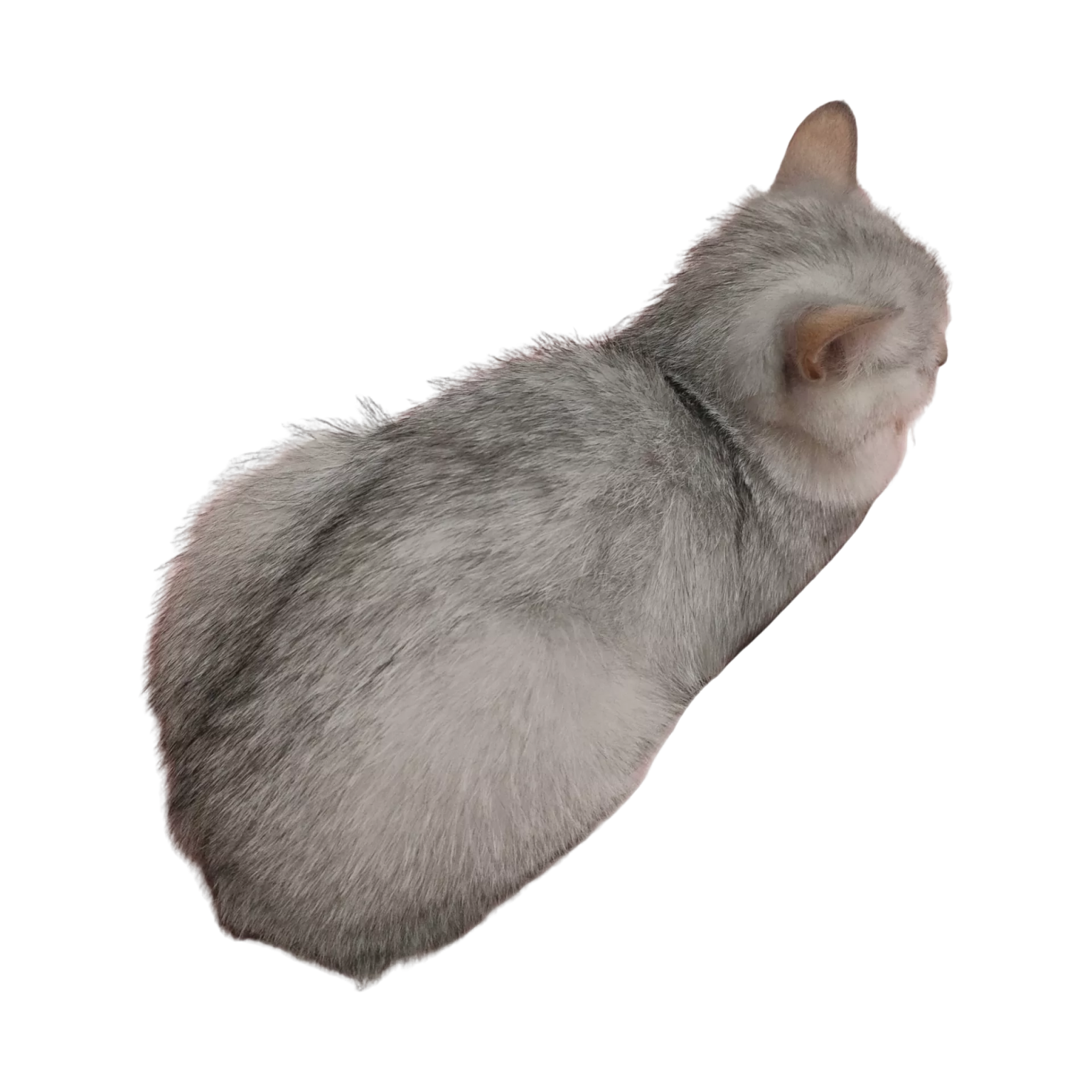 ▼